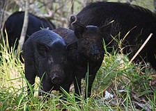 Wild pigs look for food near Lakewood Ranch Town Hall.