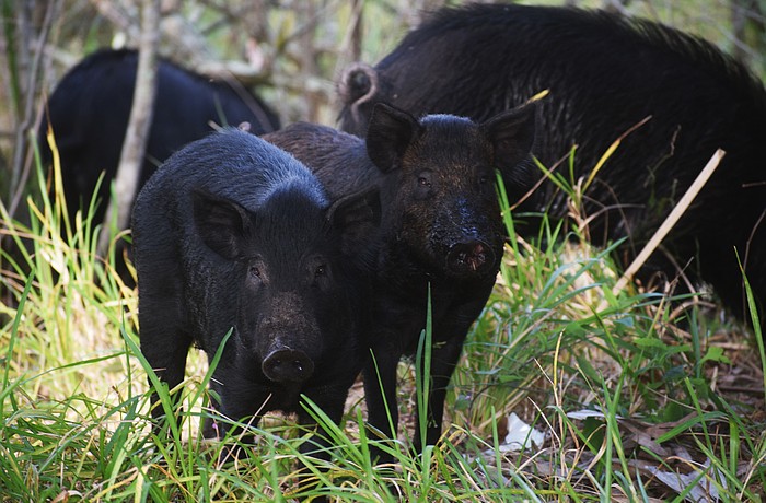 Wild pigs look for food near Lakewood Ranch Town Hall.