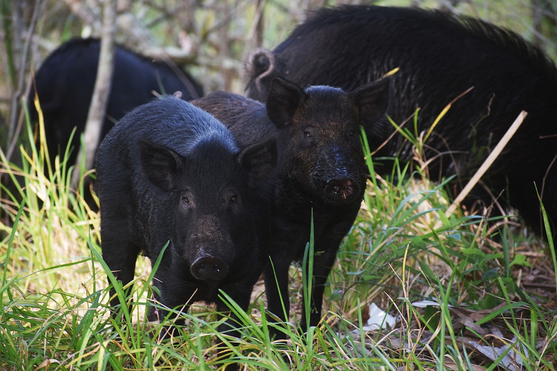 Wild pigs look for food near Lakewood Ranch Town Hall.