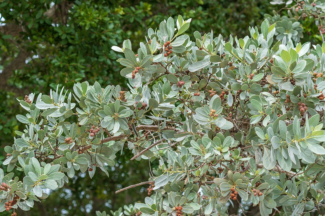 Silver Buttonwoods are among the tree species available.