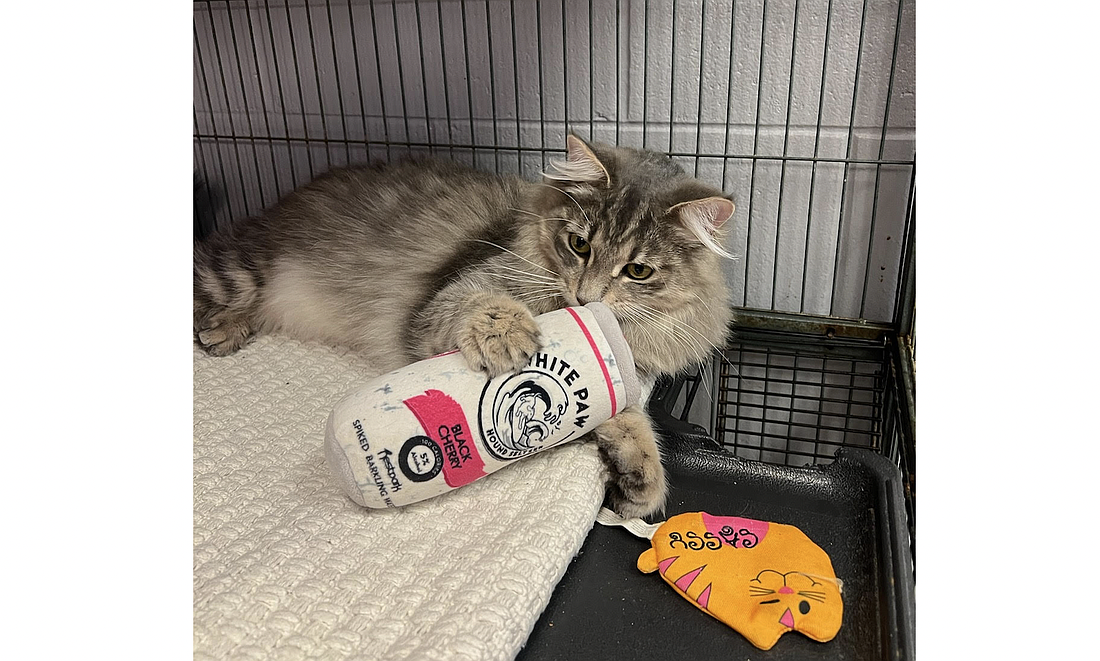 Zane is a neutered male cat who is litter trained and just over a year old. He prefers dogs over cats because he thinks he's a dog. Photo courtesy of the Flagler Humane Society