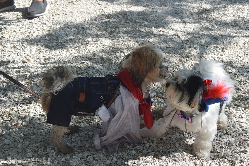 Dogs Bisou and Tinkerbell at Longboat Key's Freedom Fest