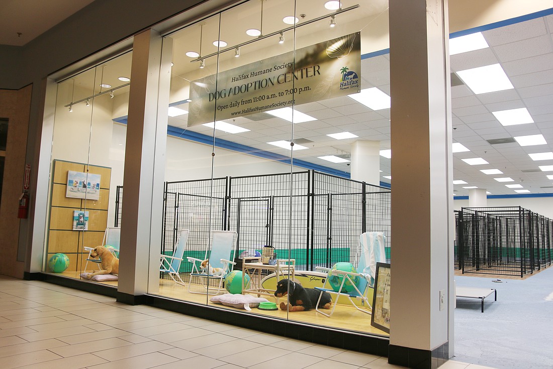 The new Halifax Humane Society dog adoption center will be located in the storefront across Champs Sports at the Volusia Mall. Photo by Jarleene Almenas