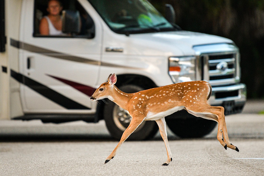 White-tailed deer often travel in groups. If you see a deer crossing a road or on a road's shoulder, please slow down as more deer are bound to follow.