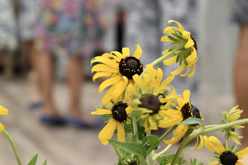 Black-eyed Susan is a good choice in Florida for native gardening.