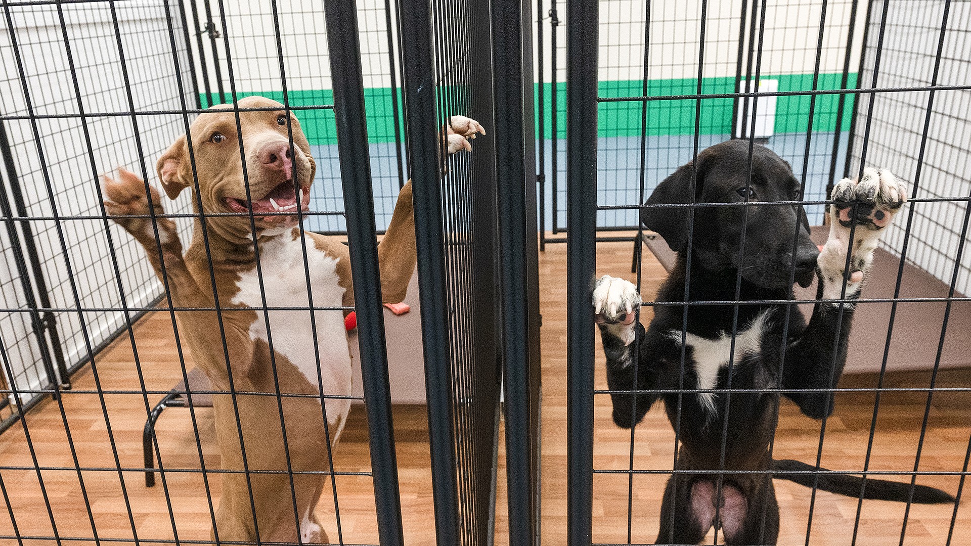 Shop and adopt: Halifax Humane Society holds Puppy Preview at the ...