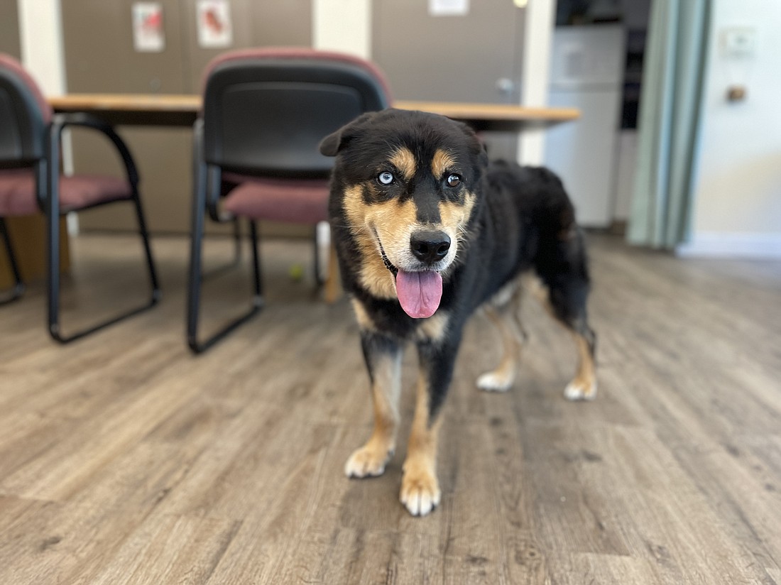 Chop Chop is a 14-year-old male, husky mix. He is a very calm, laid back, handsome boy and is house trained. Photo courtesy of the Flagler Humane Society