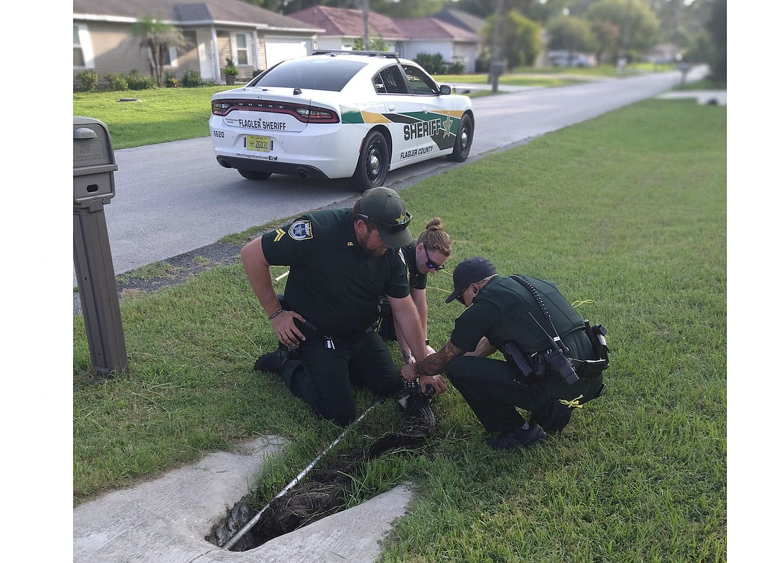 FCSO deputies pull juvenile gator from resident's swale. Photo courtesy of FCSO