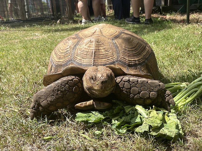 Speedy, a tortoise, enjoys a snack. Speedy was found in east Bradenton and is now taken care of by Wild World Rescue and Sanctuary at Mixon Fruit Farms.