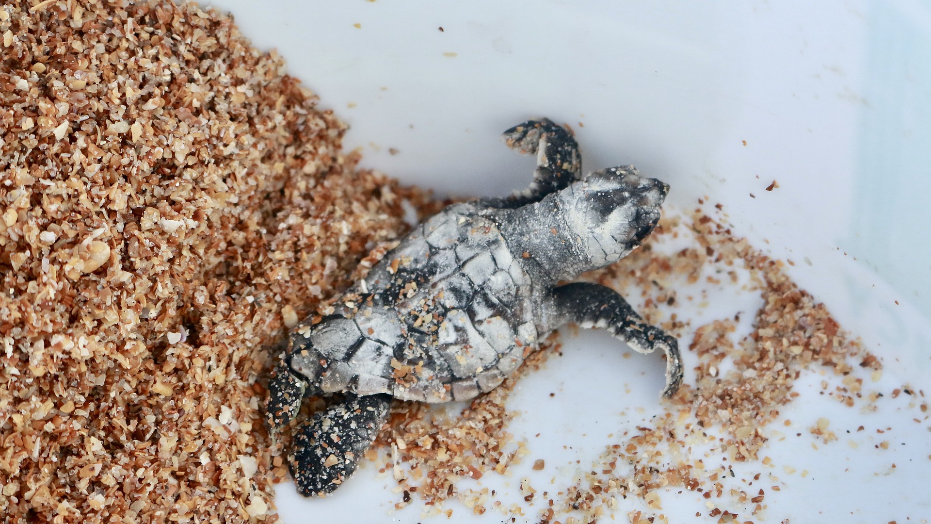 Turtle Power: Turtle Patrol volunteers check empty nests for surviving ...