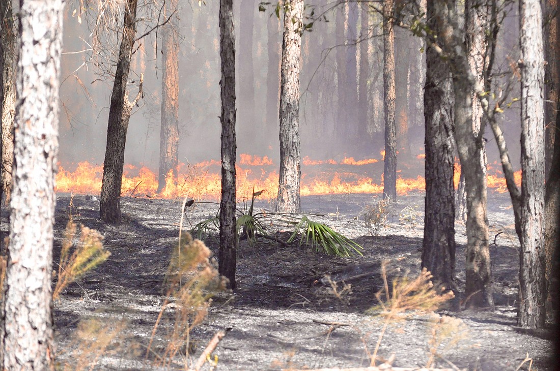 A prescribed burn at Princess Place in Flagler County. File photo by Jonathan Simmons