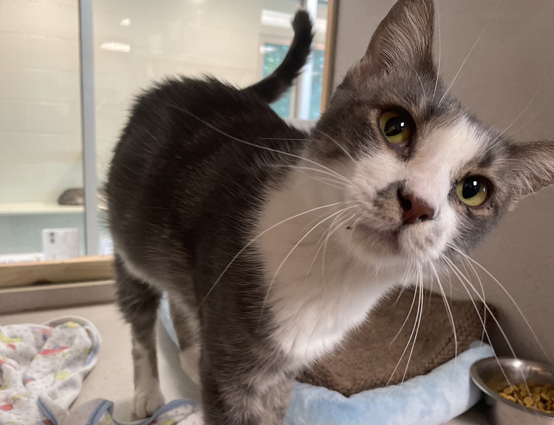 Gypsy is a friendly 2-year-old female who loves to be petted and get treats. Gypsy was brought to the shelter as a stray after she was found in the U Section of Palm Coast in June. Photo courtesy of the Flagler Humane Society