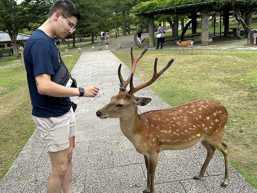Josiah Brooks, a music teacher at Gene Witt Elementary School, feeds a wild deer at Nara Park in Japan. He says the deer roam the park and will bow to get food.