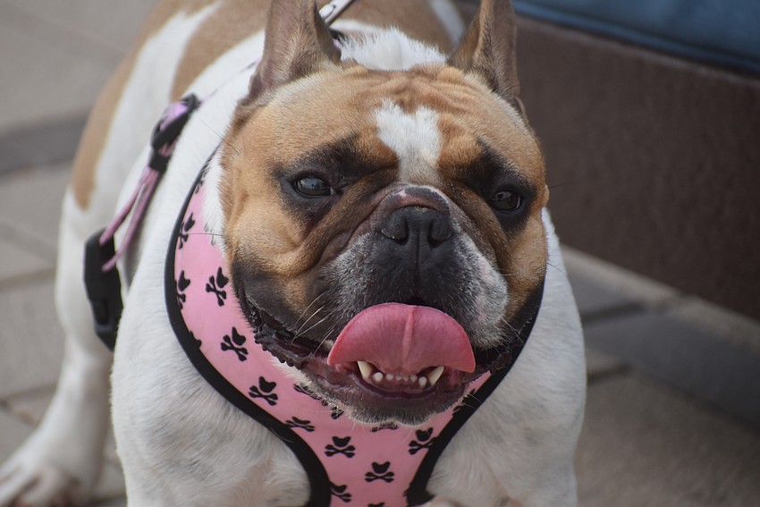 Dogs on leashes are welcome at Waterside Place so it is not unusual to see many different breeds along the street during events such as Live Music at the Plaza on Fridays and Saturdays.