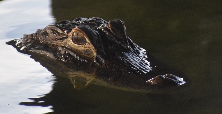 Music isn't the only entertainment at Waterside Place. Patrons line up on the banks of Kingfisher Lake to look for turtles and the occasional alligator.
