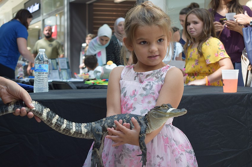 East County 5-year-old Quinn Johnson is careful while holding an alligator from Sarasota Jungle Gardens.