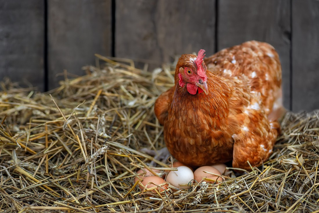 The City of Palm Coast may provide a survey to gauge residents' opinions on a limited pilot program allowing backyard chickens. Adobe Stock image