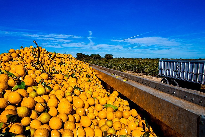 Alico is one of the nation’s largest citrus producers.