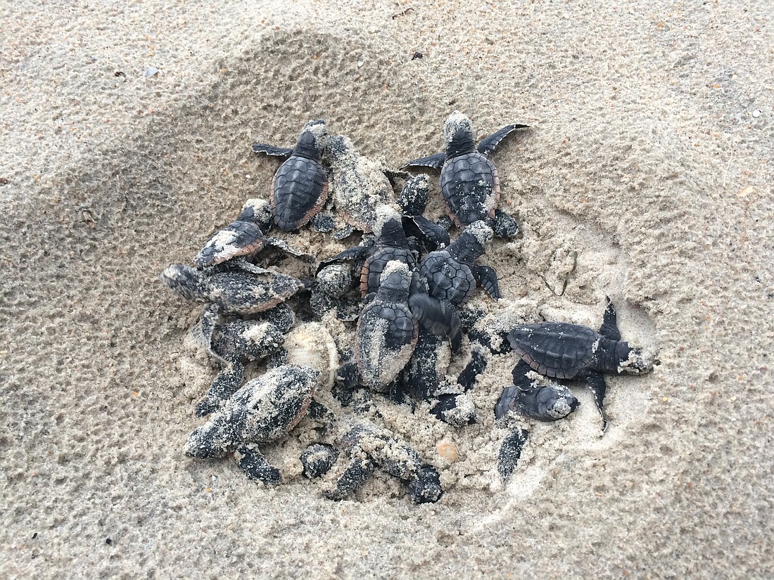 Loggerhead hatchlings emerge from a nest. Photo by Jaymie Reneker