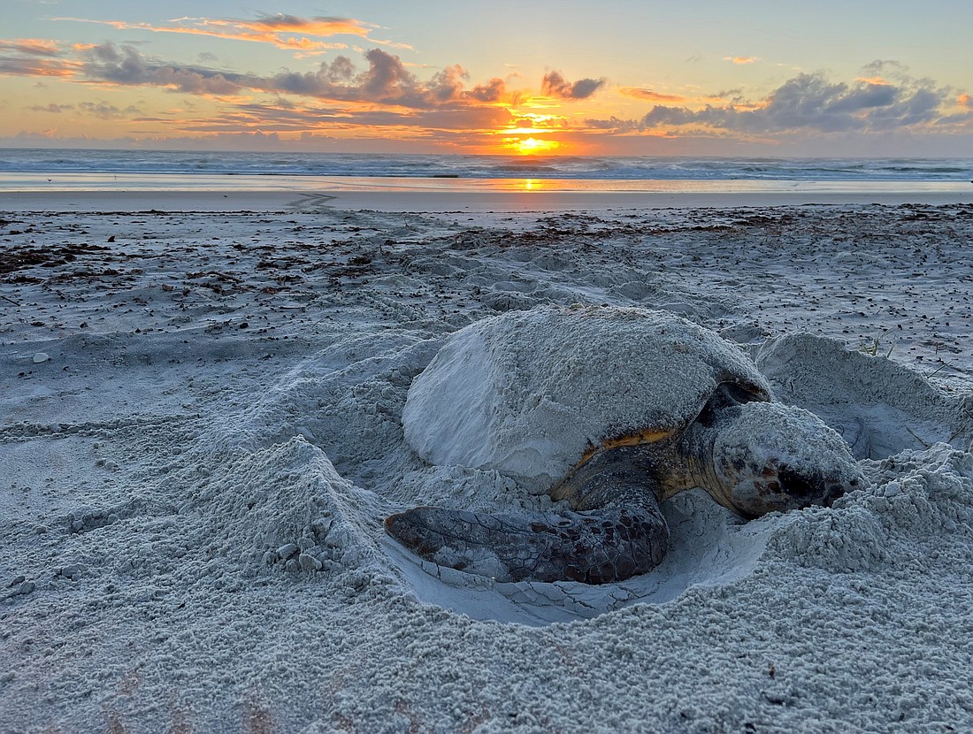 A loggerhead sea turtle nests on the beach. Photo by Jaymie Reneker