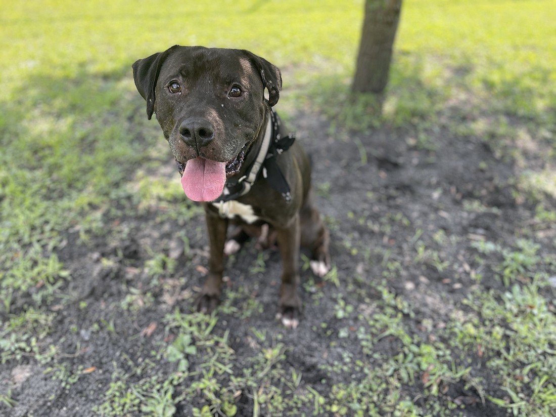 Chico, 6, is a laid-back male who loves to be near people. He is house-trained and knows how to sit, come and stay. Photo courtesy of the Flagler Humane Society