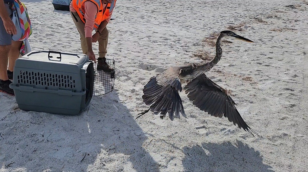Injured heron rescued, released from Beer Can Island dredging Your