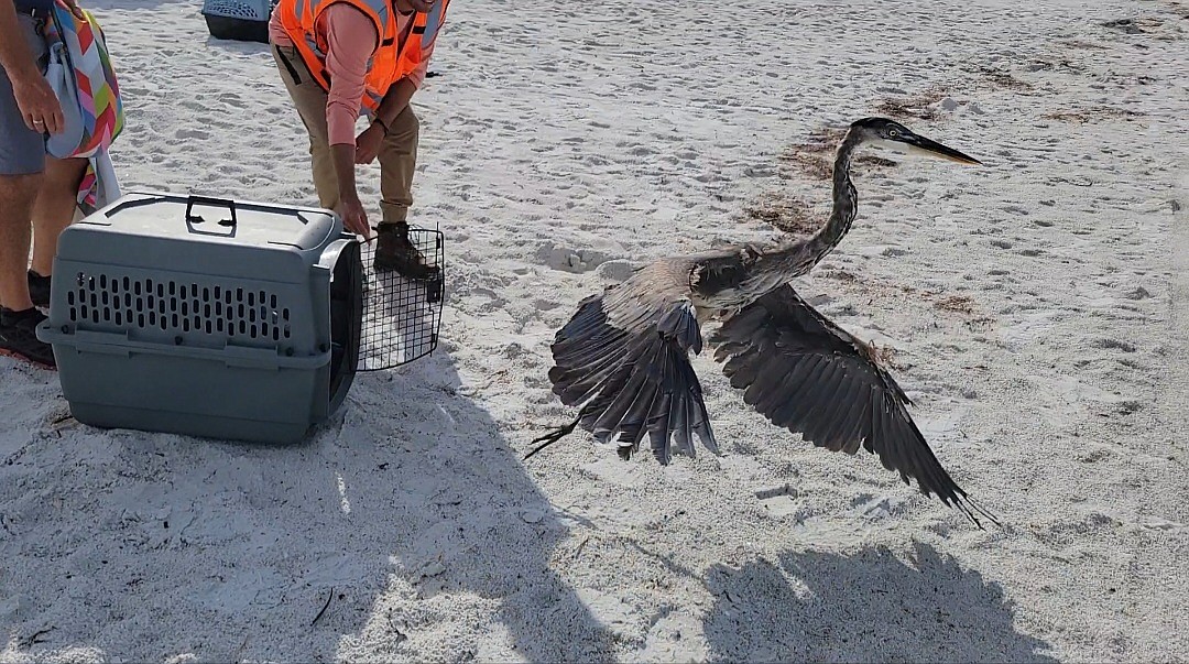 A great blue heron released after recovering from injuries at Save Our Seabirds.