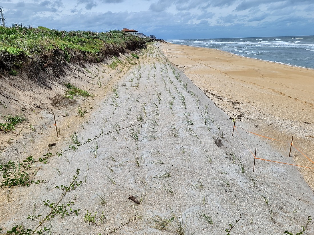 The county's repaired dunes survived Hurricane Idalia. This was taken at Varn Park. Photo by Sierra Williams