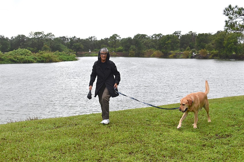 Mary Carlin of The Glades in Lakewood Ranch walks her American Labrador retriever Teddy in the rain at Greenbrook Adventure Park.