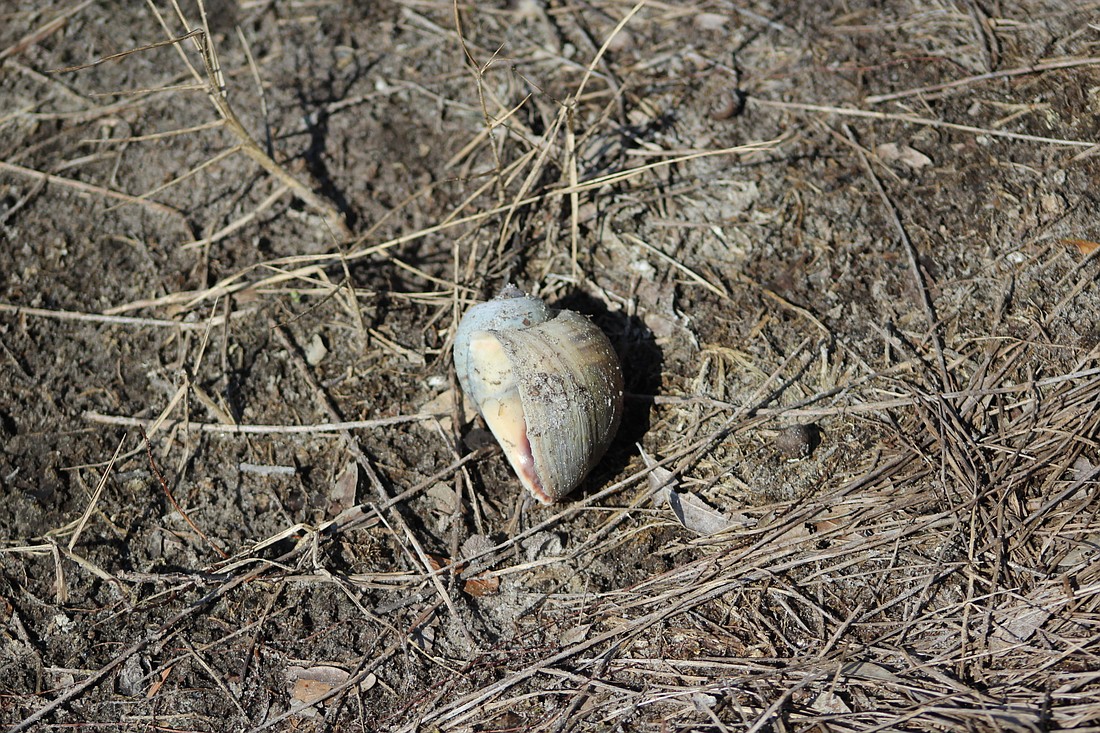One of the invasive apple snail shells that Richard Meyers found along the shore of a pond in Braden Woods.