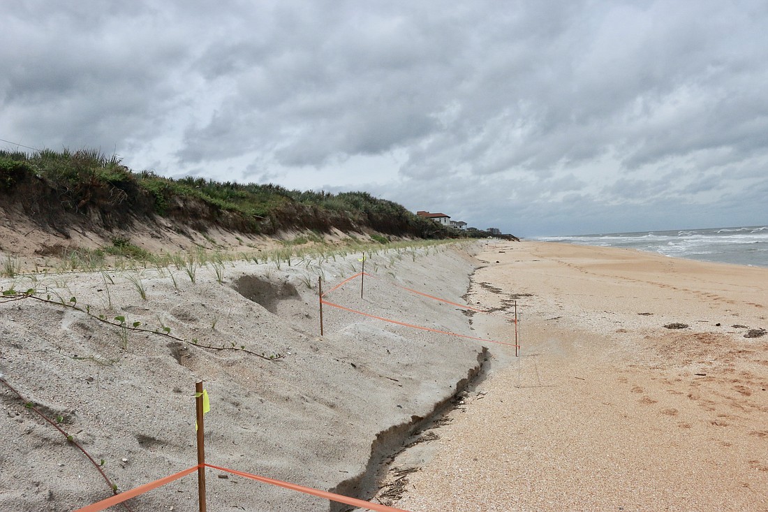 Flagler County's repaired dunes. Photo by Sierra Williams