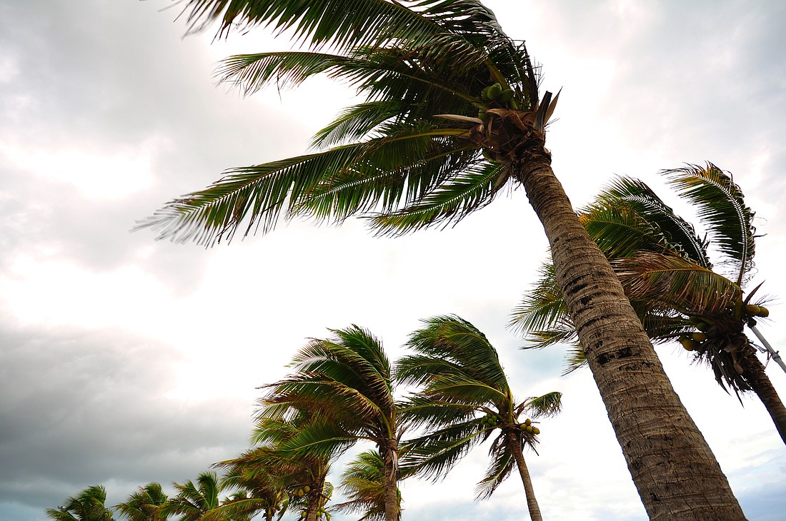 Palm trees during a storm. Photo from Adobe Stock