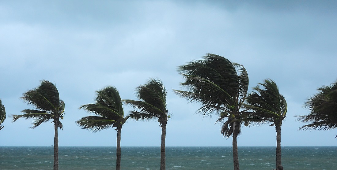Palm trees during a hurricane. Photo from Adobe Stock