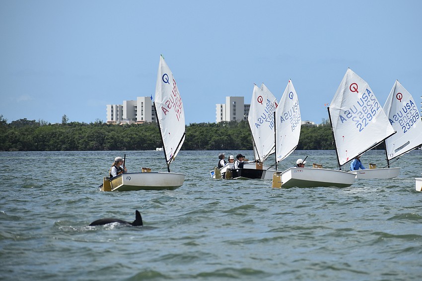 A dolphin visits Optimist RWB sailors during a race.