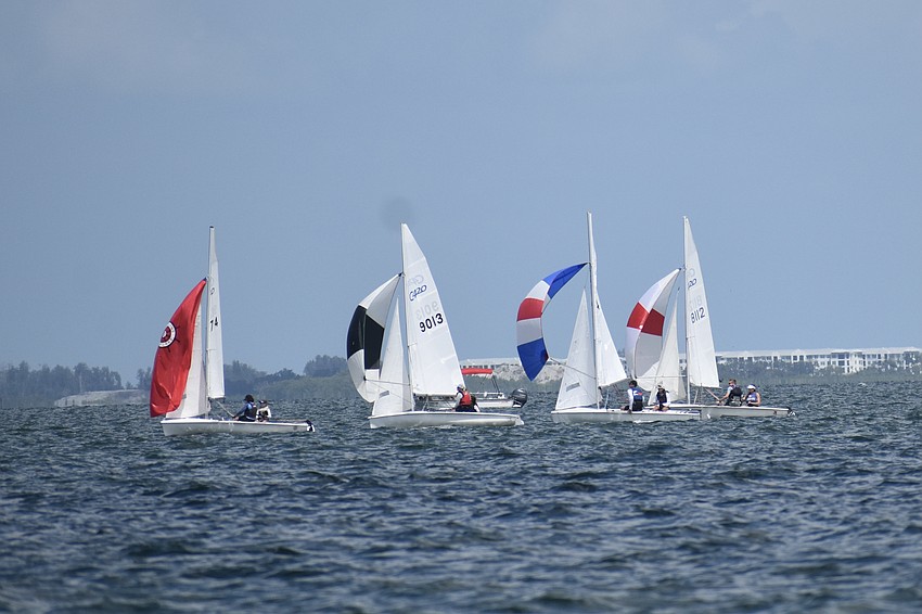 Club 420s race with their colorful spinnakers unfurled.