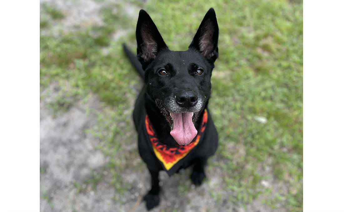 Sage, 4, is a super loving, affectionate girl who was found as a stray in Hastings and brought into the shelter on Aug. 14. Sage loves to be near people and playing with her toys. Photo courtesy of the Flagler Humane Society