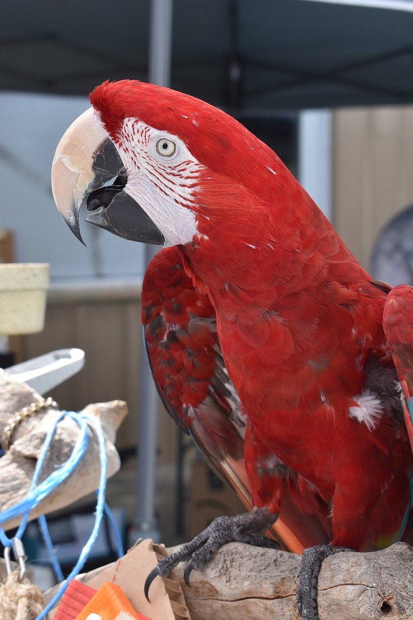 This is Forest, a scarlet macaw that lives at the Sarasota Parrot Conservatory.