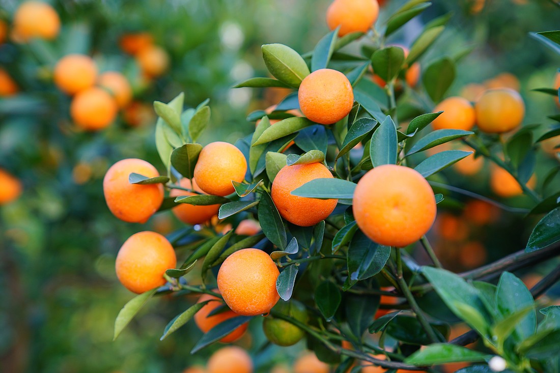 Tangerines. Photo from Adobe Stock