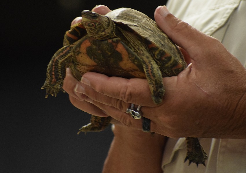Turbo, a turtle, makes an appearance at Braden River Elementary School.