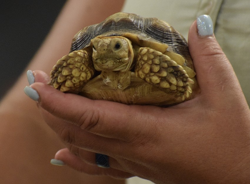 A sulcata tortoise can grow to weigh more than 150 pounds and live between 80 and 150 years. This one is only 1 year old.
