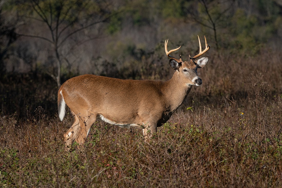 An antlered whitetail deer buck. Photo from Adobe Stock