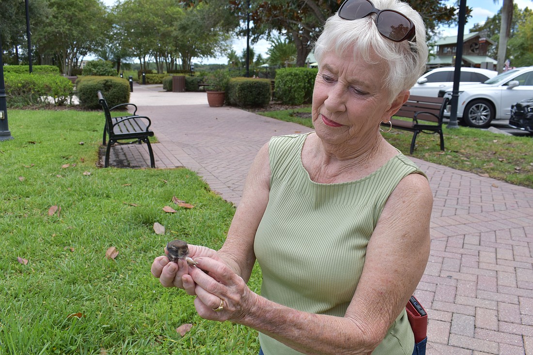 Sandy Ulrickson, a volunteer for the Wildlife Center of Southwest Florida, holds a rescued baby rabbit.
