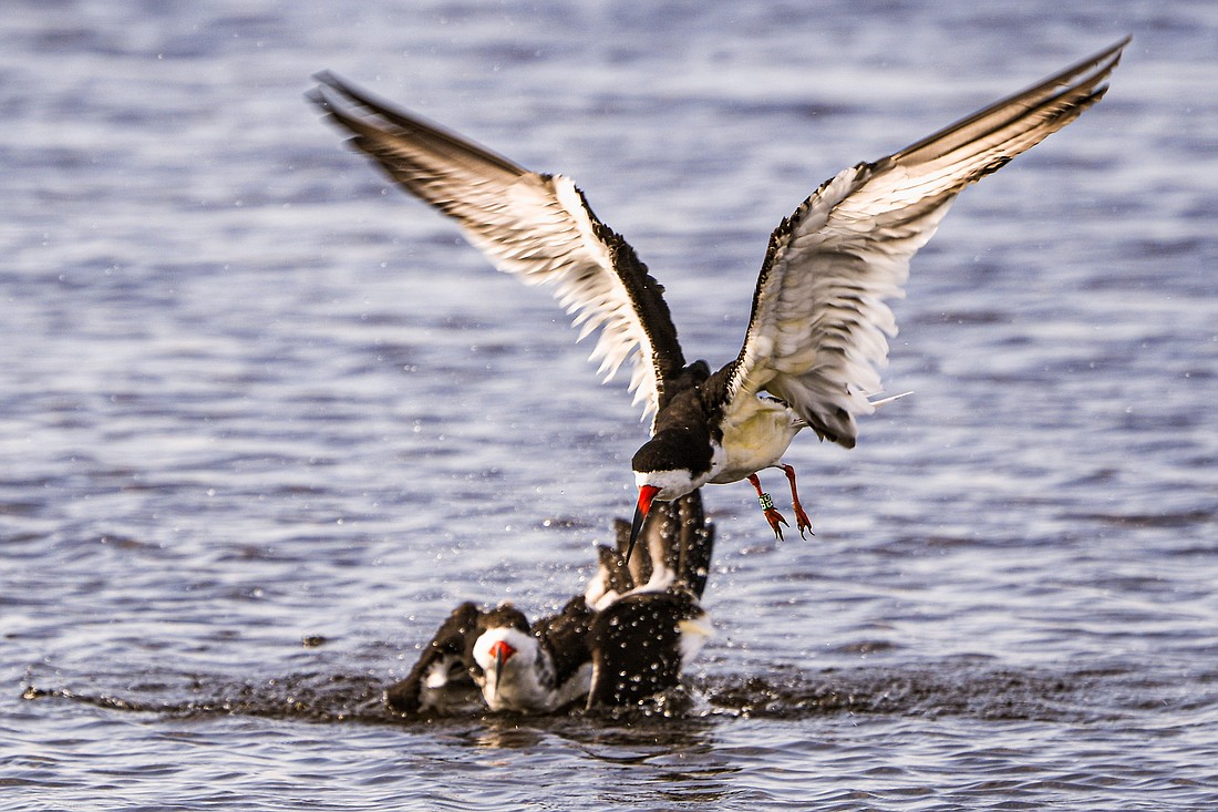 In early 2023, with red tide rampant on area beaches, 92 black skimmers sought refuge at Myakka River State Park. One of them was 5B, a member of the Lido Key nesting colony banded as a chick in 2019.