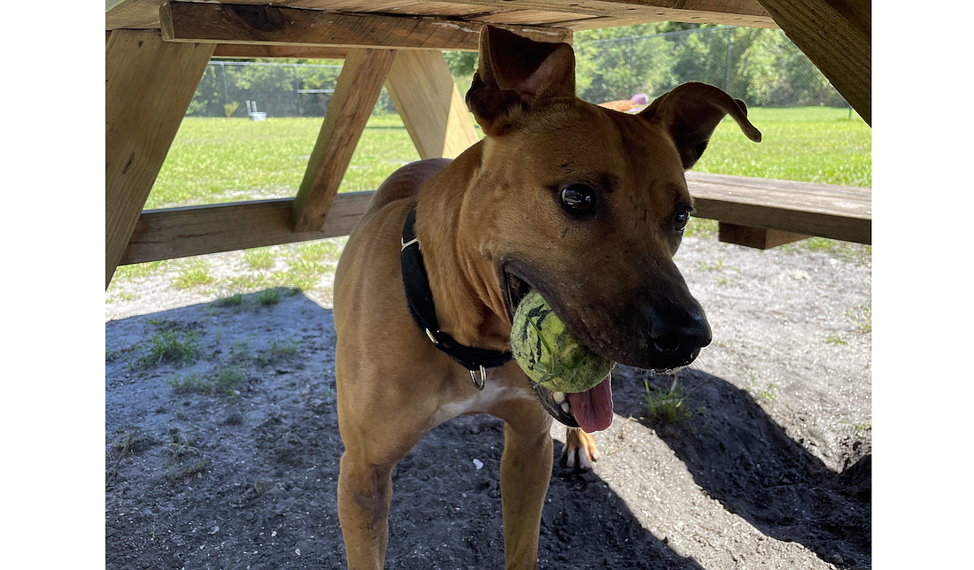 Ace, 2, is a male terrier mix who is energetic and loves to play fetch and play with toys. He would do best with an active owner who can train him how to be his best self. He was transferred to the Flagler Humane Society from a local county shelter in December 2022.