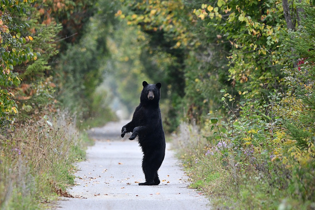 A black bear looks back at people on a trail. Photo from Adobe Stock