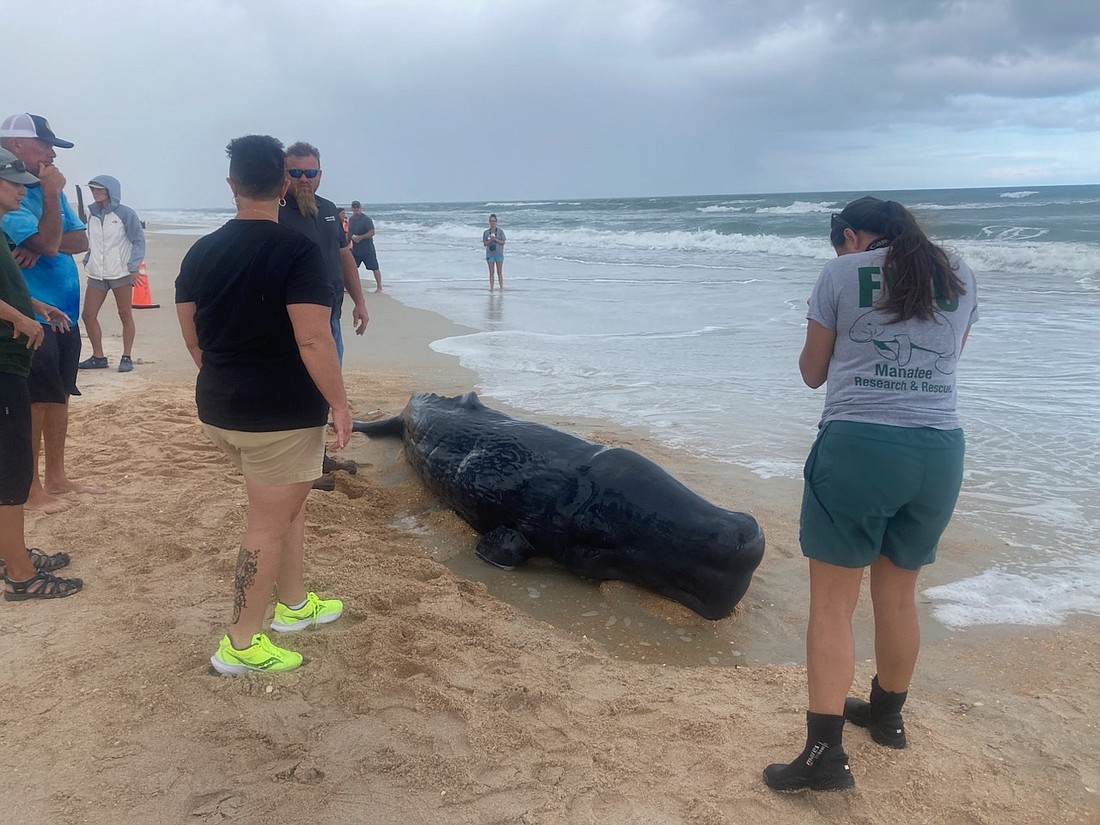 Newborn sperm whale calf strands on beach near Marineland