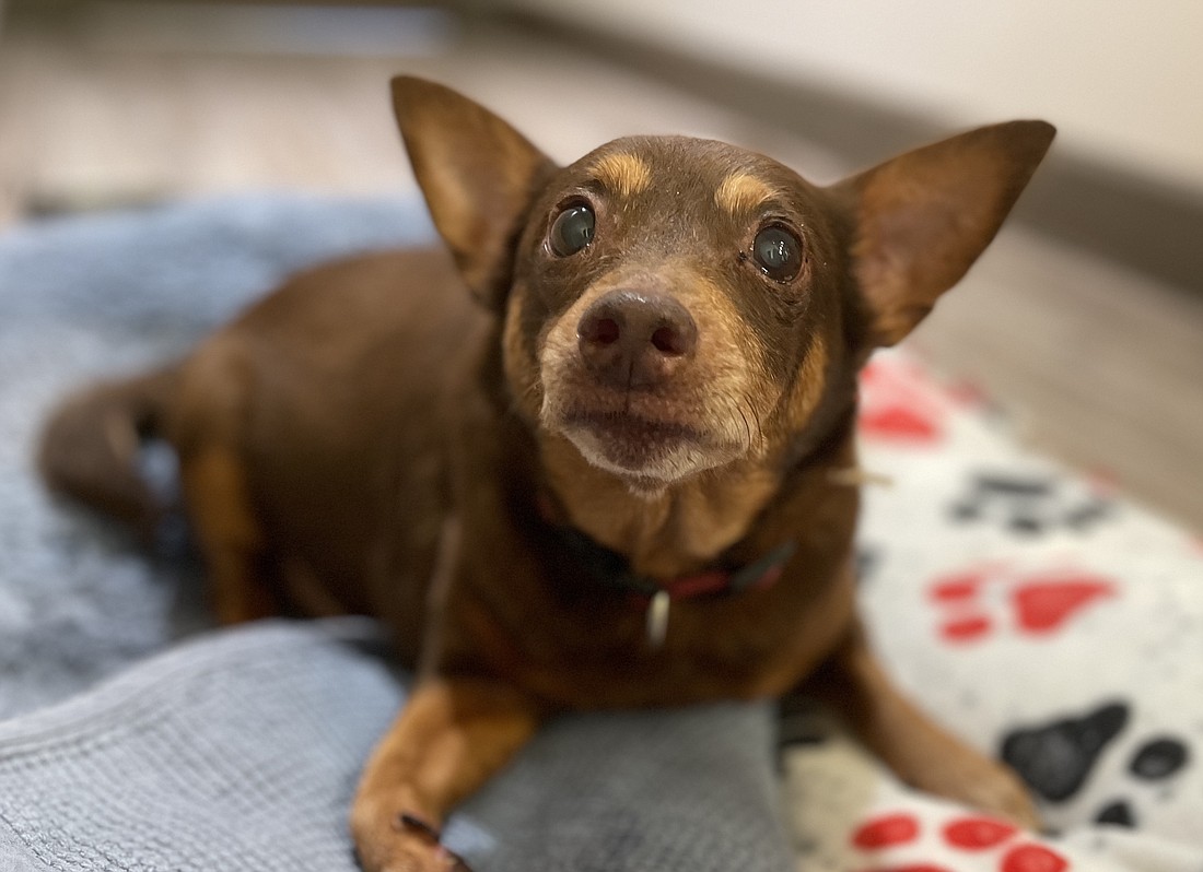 Diogi, 10, is a male miniature pinscher and chihuahua mix. He was surrendered to the shelter on Sept. 8 when their owner moved and was unable to take him along. Diogi likes to be pet and be around people, he also seems to do well with other dogs and new people. Photo courtesy of the Flagler Humane Society