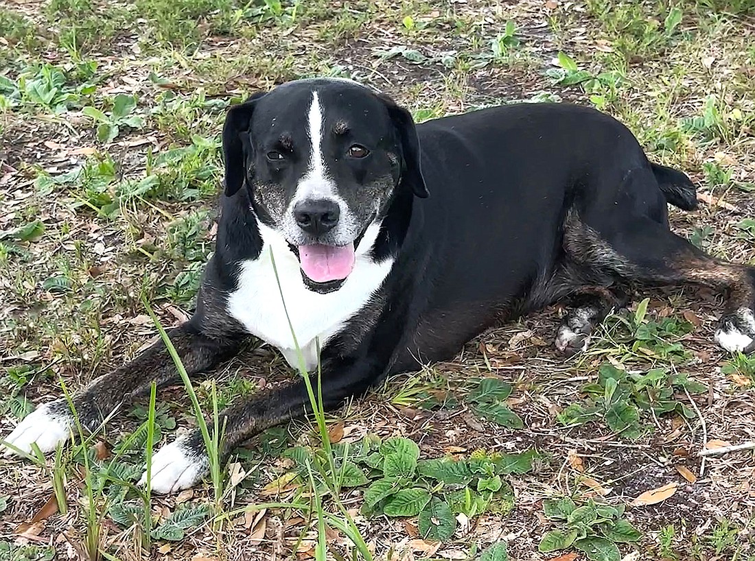 Satchel’s Last Resort and the Humane Society of Sarasota County are seeking to empty the shelters in October with the help of Bissell and Subaru.
