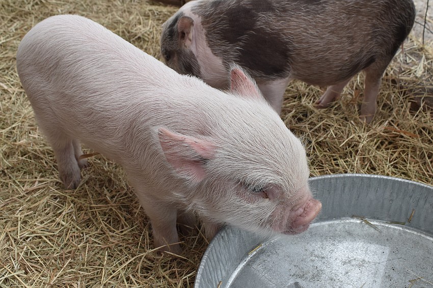 Guests had the chance to get up-close with piglets at the farm, among other animals.