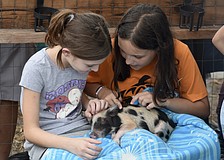 Layla Collis and Hannah Noake, 10, hold a piglet.